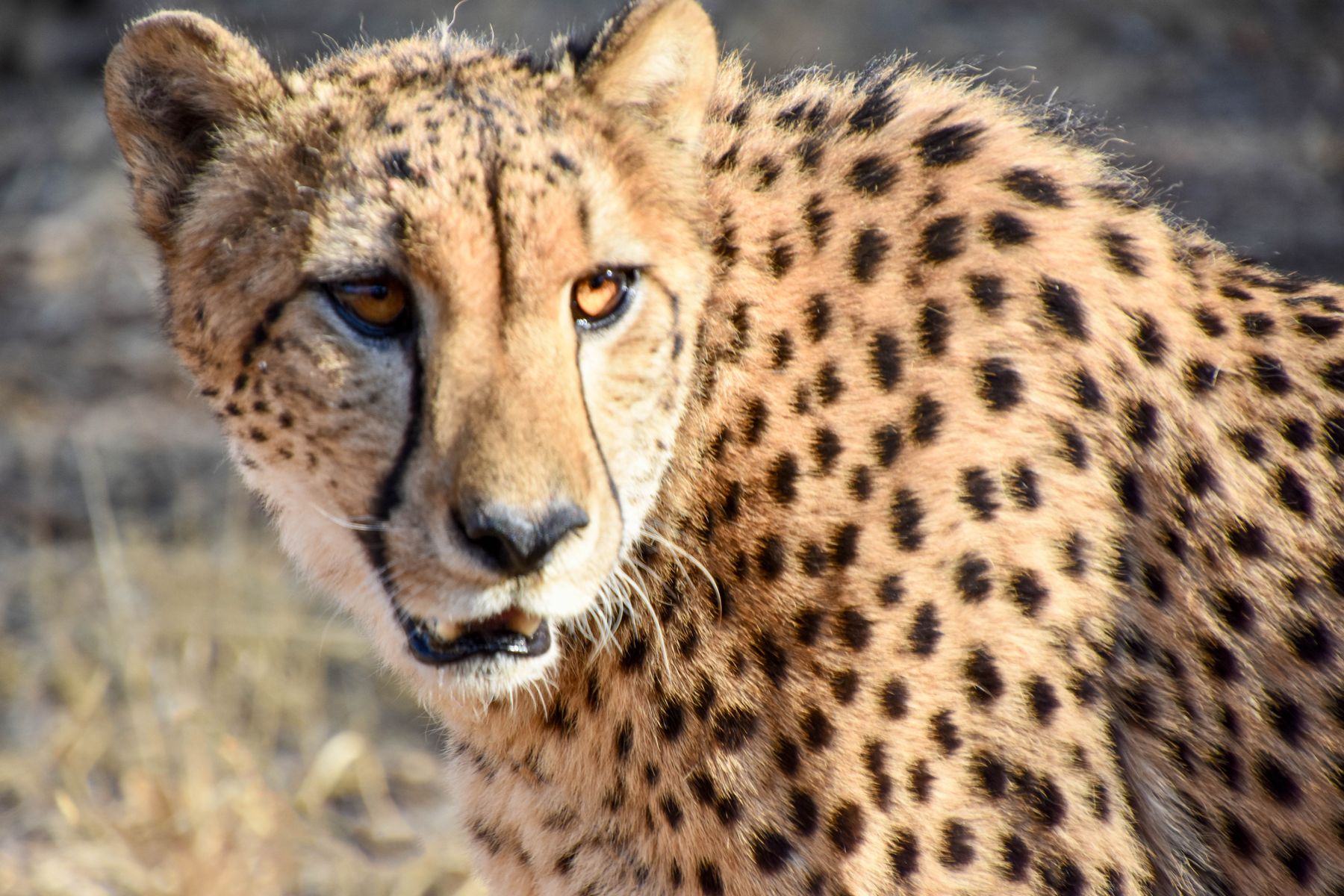 African Cheetah, Au Naturale
